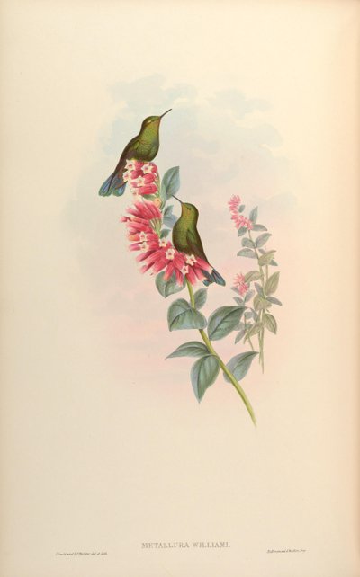 Metallura williami by John Gould